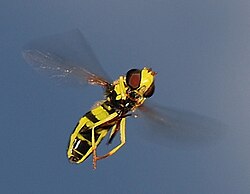 A hoverfly, yellow and black like a wasp, hovering in flight against a blue
sky